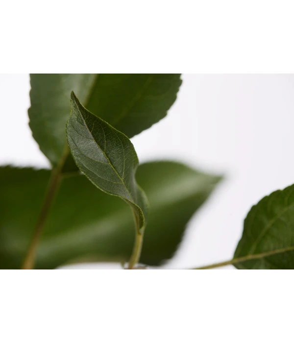 Herbstapfel 'Gala' 6 Herbstapfel 'Gala' – Bild 4