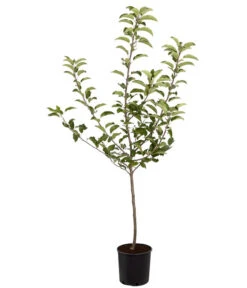 Herbstapfel 'Gala' 8 Herbstapfel 'Gala' -Dehner 7645880 PR FS 001 ApfelGalaBuschMalus95LiterDehnerExpressZS