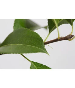 Sommerbirne 'Gute Luise' -Dehner 7658578 PR DE 001 BirneGuteLuisePyrusBusch95LiterDehnerExpressZS