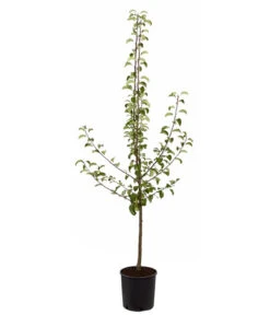 Sommerbirne 'Gute Luise' -Dehner 7658578 PR FS 001 BirneGuteLuisePyrusBusch95LiterDehnerExpressZS