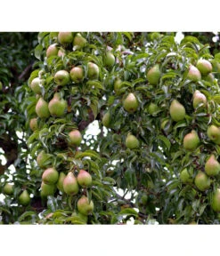 Sommerbirne 'Gute Luise'