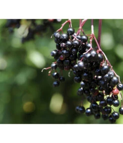 Holunder 'Black Tower' -Dehner 7662810 PR MO 002 HolunderBlackTower