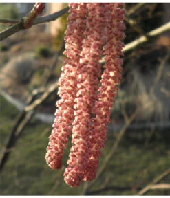 Dehner Haselnuss 'Rote Zellernuss' -Dehner 7663073 PR 001 CoryllusHaselnussPixabay