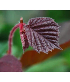 Dehner Haselnuss 'Rote Zellernuss' -Dehner 7663073 PR DE 002 CoryllusHaselnussPixabay