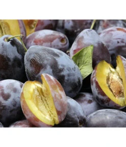 Hauszwetschge -Dehner 7663586 PR DE 001 PrunusPflaumeHauszwetschgePixabay