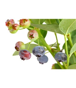 Dehner Gourmet Garten Heidelbeere 'Spartan' -Dehner 7665508 PR DE 002 GourmetGartenHeidelbeereSpartan3LiterDehnerExpressHerzig