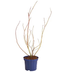 Dehner Gourmet Garten Heidelbeere 'Spartan' -Dehner 7665508 WE FS 001 GGHeidelbeereSparten3L