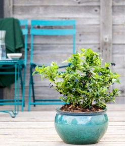 Dehner Gourmet Garten Heidelbeere 'Spartan' -Dehner 7665508 WE MO HeidelbeereSpartan