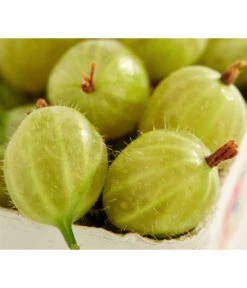 Stachelbeere 'Invicta', Stämmchen