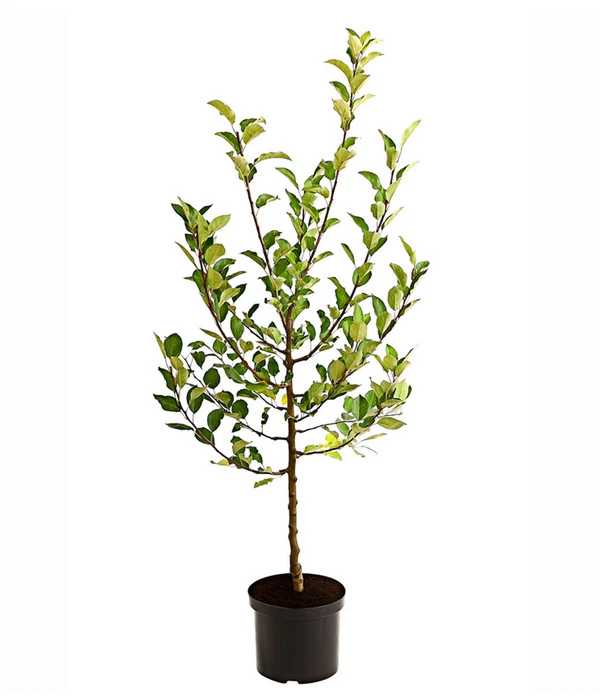 Apfel-Duo 'Elstar/James Grieve' 4 Apfel-Duo 'Elstar/James Grieve' – Bild 2