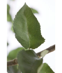 Winterapfel 'Jonagold' -Dehner 7691645 PR DE 001 ApfelJonagoldMalusBusch95LiterDehnerExpressZS