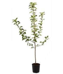 Winterapfel 'Jonagold' -Dehner 7691645 PR FS 001 ApfelJonagoldMalusBusch95LiterDehnerExpressZS
