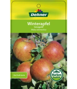 Winterapfel 'Jonagold' -Dehner 7691645 WinterapfelJonagold Etikett 1