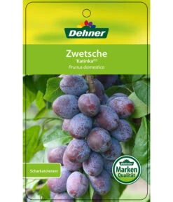 Zwetschge 'Katinka' -Dehner 7693252 ZwetscheKatinka Etikett 1