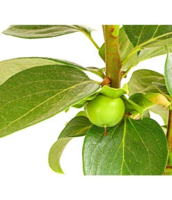 Dehner Kaki 'Rojo Brillante' - Kaki-Pflaume 'Rojo Brillante' -Dehner 7693377 PR DE 001 KakiRojoBrillanteBUDehnerExpressHerzig