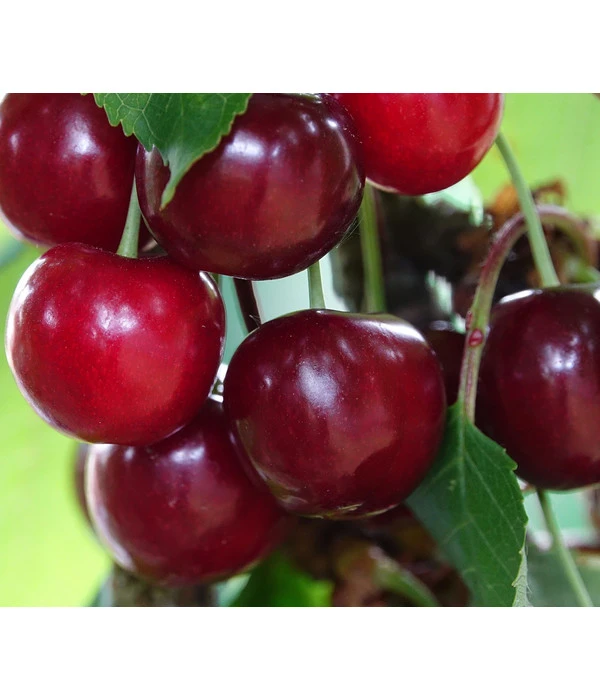 Säulenkirsche 'Claudia' 4 Säulenkirsche 'Claudia' – Bild 2