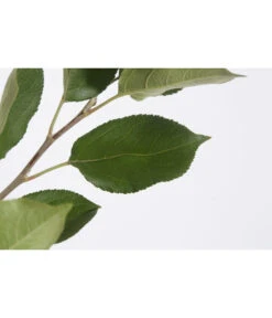 Sommerapfel 'Klarapfel', Weiß 9 Sommerapfel 'Klarapfel', Weiß -Dehner 7701386 PR DE 001 KlarapfelWeissMalusDomesticaBusch95LiterDehnerExpressZS