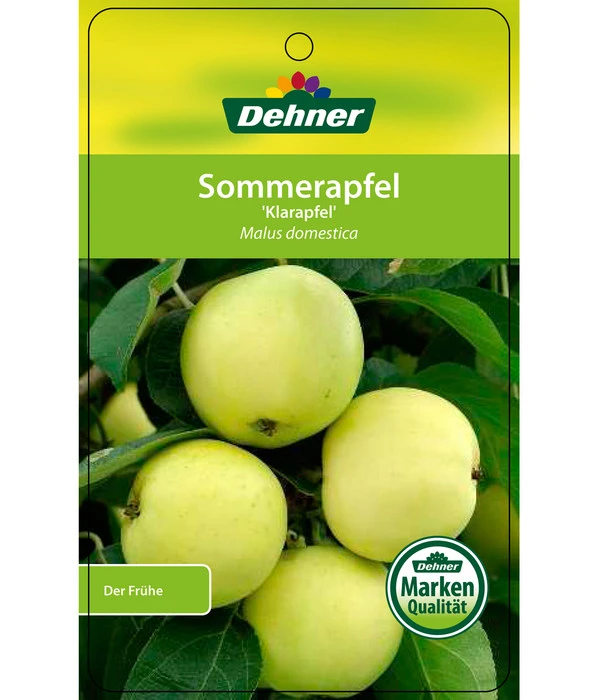 Sommerapfel 'Klarapfel', Weiß 6 Sommerapfel 'Klarapfel', Weiß – Bild 4