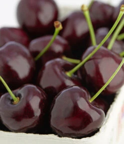 Süßkirschen-Duo 'Kordia/Burlat' -Dehner 7703143 PR DE 001 KirscheKordiaDehnerExpressZS