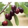 Süßkirsche 'Kordia' -Dehner 7703143 WE DE 001 KirscheKordia