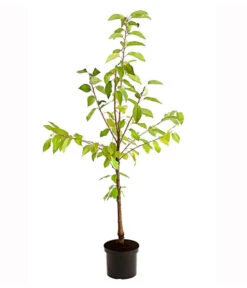 Süßkirschen-Duo 'Kordia/Burlat' -Dehner 7703234 PR FS 001 KirschenDuoKordiaBurlat95LiterDehnerExpressHerzig