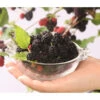 Maulbeere 'Mojo Berry' -Dehner 7714579 WE DE 004 MorusMaulbeereBonBonBerryMojoBerry
