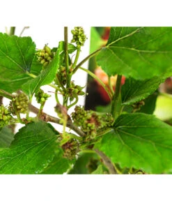 Maulbeere 'Mojo Berry' -Dehner 7714579 WE DE 011 MorusMojoBerrieMaulbeereT13