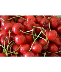 Sauerkirsche 'Morellenfeuer' -Dehner 7714728 WE MO 001 SauerkirscheMorellenfeuerPixabay