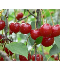 Sauerkirsche 'Morellenfeuer'