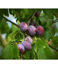 Zwetschgen-Duo 'Nancy/Schönberger' -Dehner 7719321 WE DE 001 ZwetschgenDuoNanySchoenebergerPixabay