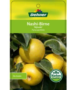 Nashi-Birne 'Nijiseiki' -Dehner 7719826 Nashi BirneNijiseiki Etikett 1