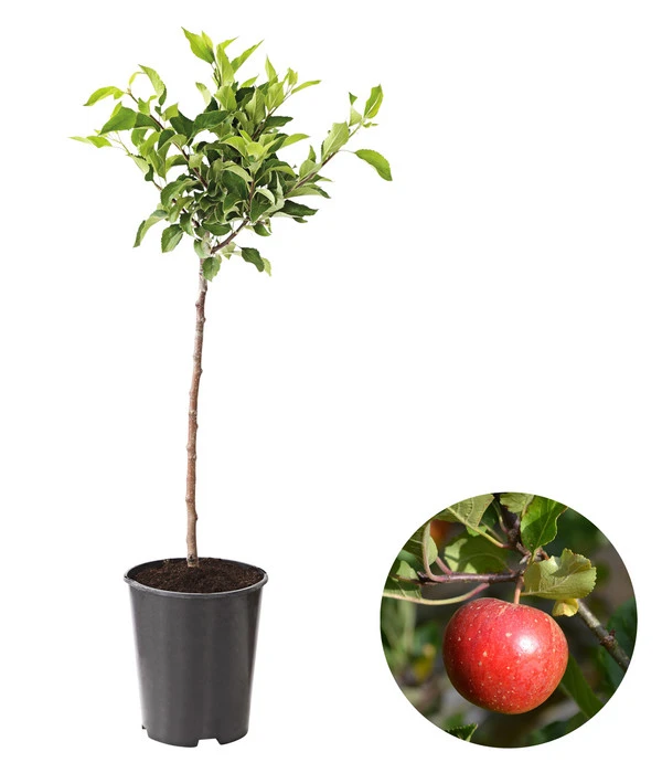 Zwergapfel 3 Zwergapfel