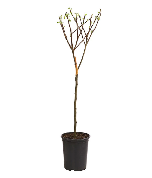 Zwergapfel 4 Zwergapfel – Bild 2