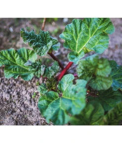 Dehner Gourmet Garten Himbeer-Rhabarber -Dehner 7736028 PR 001 RheumRhabarberPixabay