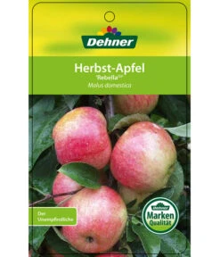 Herbstapfel 'Rebella' 10 Herbstapfel 'Rebella' -Dehner 7737075 HerbstapfelRebella Etikett 1