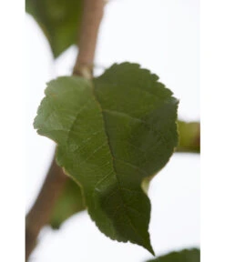 Herbstapfel 'Rebella' 9 Herbstapfel 'Rebella' -Dehner 7737075 PR DE 001 ApfelRebellaMalusBusch95LiterDehnerExpressZS