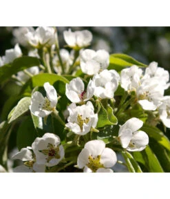 Säulenbirne 'Obelisk' 7 Säulenbirne 'Obelisk' -Dehner 7754989 PR DE 002 PyrusBirneSaeulenbirneObeliskPixabay