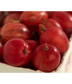 Säulen-Stachelbeere 'Spinefree'