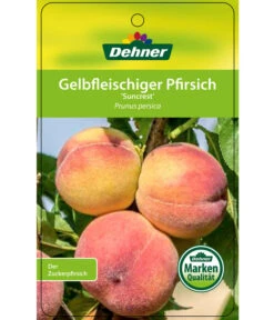 Pfirsich 'Suncrest' -Dehner 7760754 GelbfleischigerPfirsichSuncrest Etikett 1