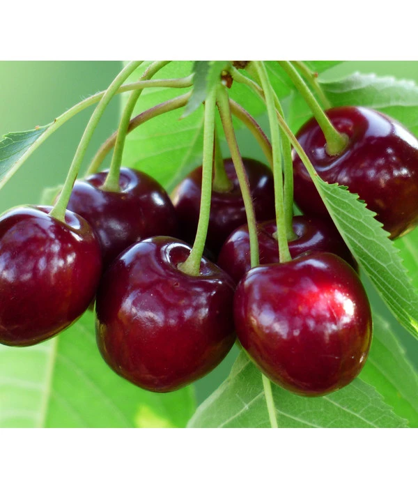 Süßkirsche 'Tamara' 3 Süßkirsche 'Tamara'