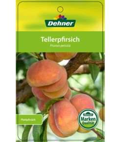 Dehner Tellerpfirsich -Dehner 7763378 Tellerpfirsich Etikett 1