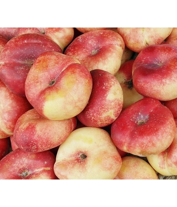 Teller-Nektarine 'Honey®' 3 Teller-Nektarine 'Honey®'