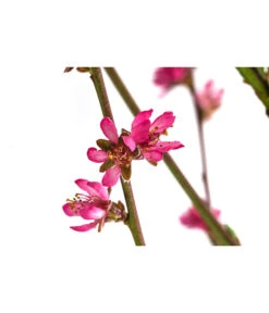 Teller-Nektarine 'Honey®' 9 Teller-Nektarine 'Honey®' -Dehner 7763394 WE DE 003 PrunusTellernektarineHoney