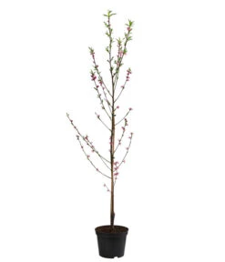 Teller-Nektarine 'Honey®' 8 Teller-Nektarine 'Honey®' -Dehner 7763394 WE FS 002 PrunusTellernektarineHoney