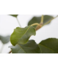 Herbstapfel 'Topaz' -Dehner 7763931 PR DE 001 ApfelTopazMalusBusch95LiterDehnerExpressZS