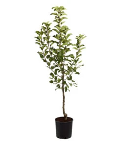 Herbstapfel 'Topaz' -Dehner 7763931 PR FS 001 ApfelTopazMalusBusch95LiterDehnerExpressZS