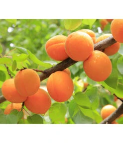 Aprikose 'Ungarische Beste' 7 Aprikose 'Ungarische Beste' -Dehner 7769680 PR DE 001 PrunusAprikoseUngarischeBestePixabay