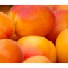 Aprikose 'Ungarische Beste' -Dehner 7769680 WE DE 002 AprikoseUngrischeBeste
