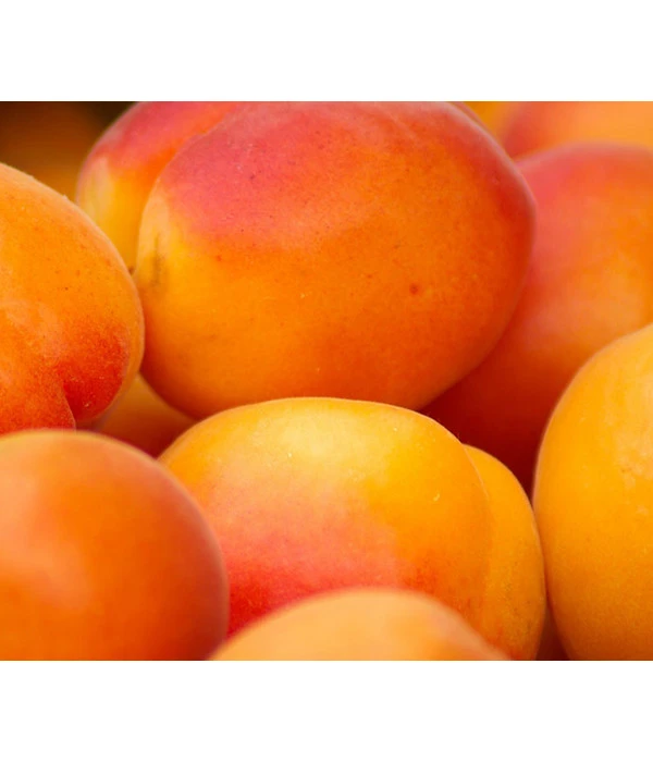 Aprikose 'Ungarische Beste' 3 Aprikose 'Ungarische Beste'