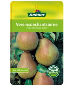 Herbstbirne 'Vereinsdechant' 10 Herbstbirne 'Vereinsdechant' -Dehner 7772064 BirneVereinsdechant Etikett 1